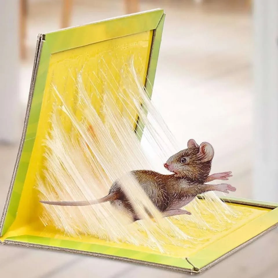 Rat Book